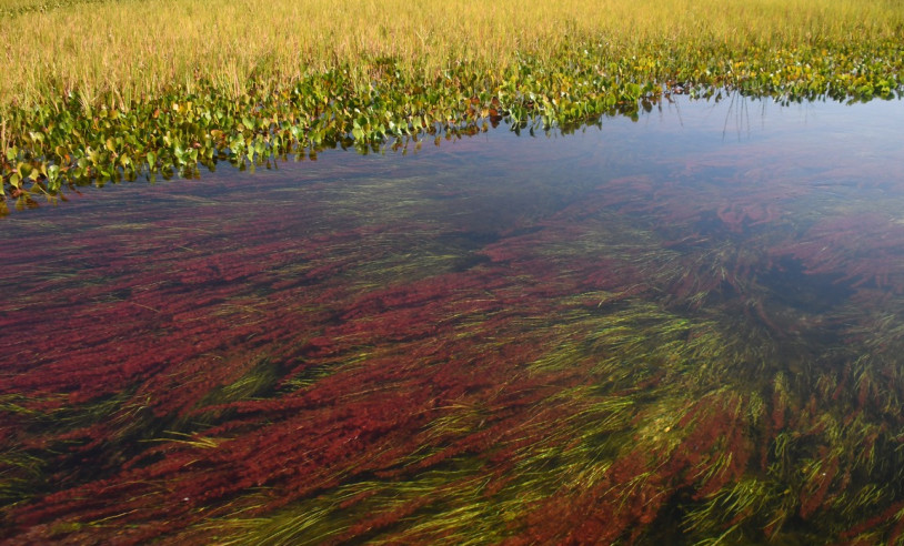 ASN Mato Grosso do Sul - Agência Sebrae de Notícias
