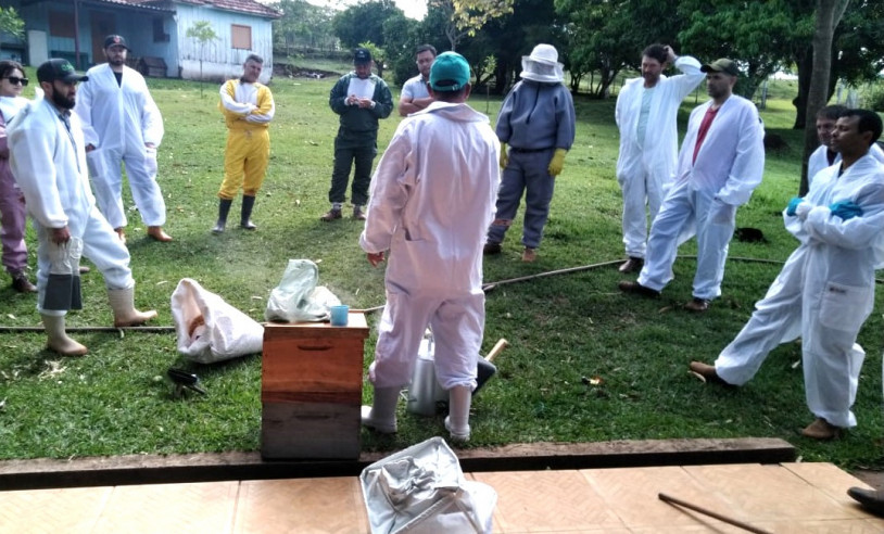 cultura do mel apicultura