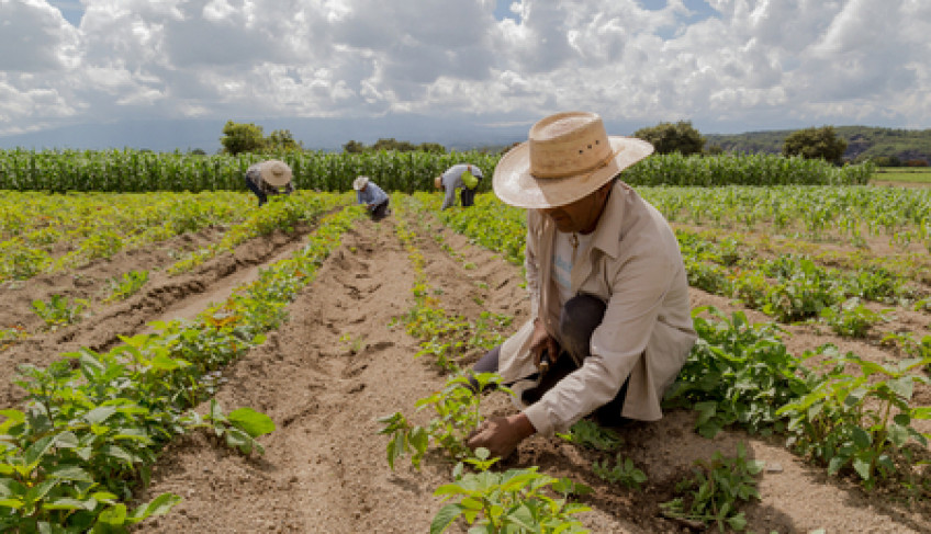 ASN Mato Grosso do Sul - Agência Sebrae de Notícias