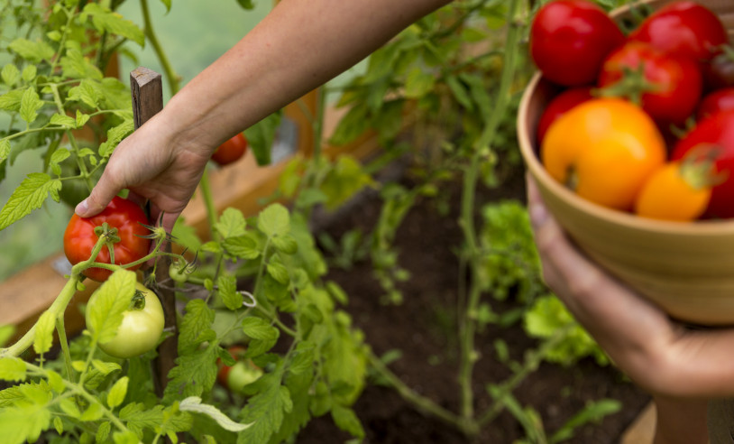 ASN Mato Grosso do Sul - Agência Sebrae de Notícias