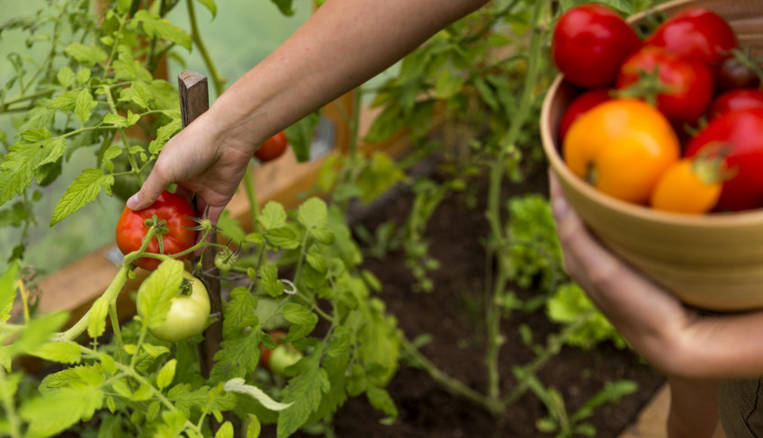ASN Mato Grosso do Sul - Agência Sebrae de Notícias