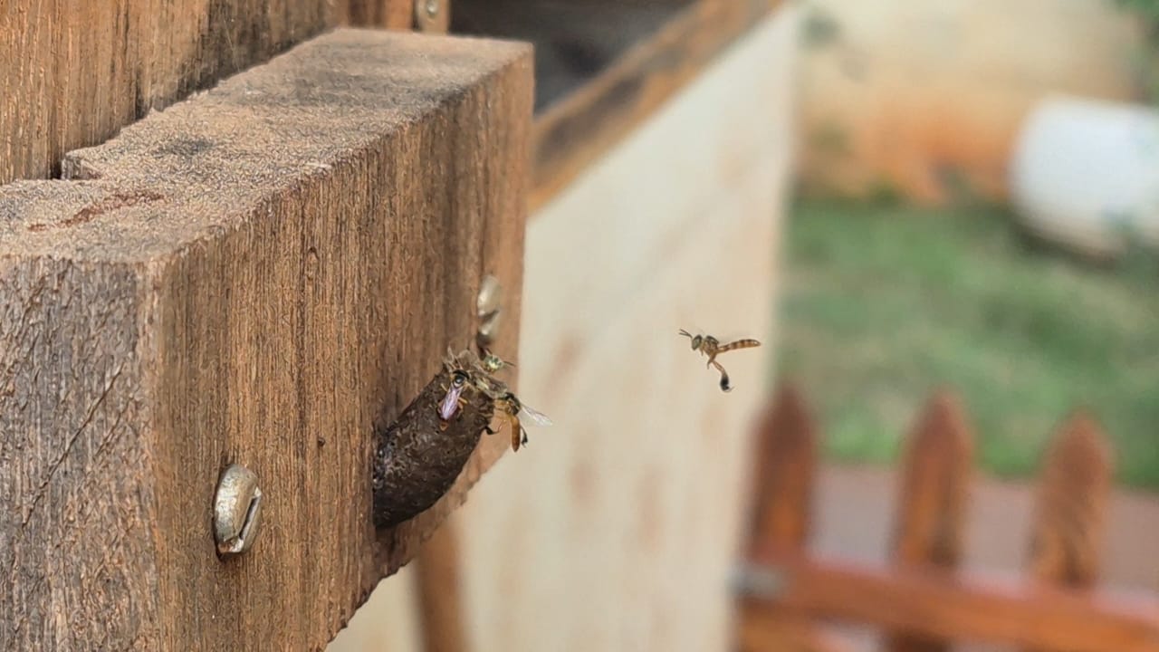 Solução inovadora impulsiona a produção agrícola com o uso de abelhas nativas Solução inovadora impulsiona a produção agrícola com o uso de abelhas nativas