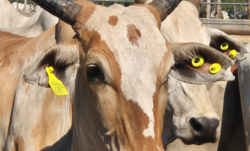 ASN Mato Grosso do Sul - Agência Sebrae de Notícias