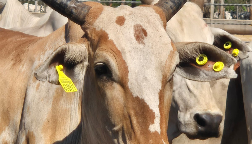 ASN Mato Grosso do Sul - Agência Sebrae de Notícias
