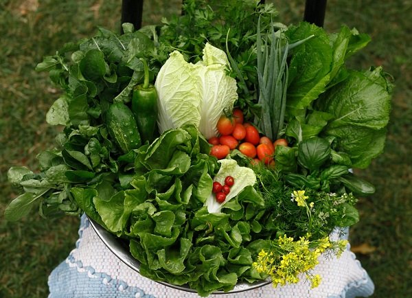 Produ&ccedil;&atilde;o da Organic City, horta agroecol&oacute;gica localizada em Coxim