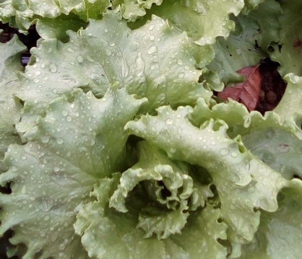 Produtora comercializa hortifruti em grupo do WhatsApp